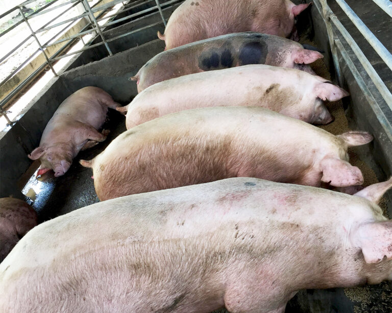 Meatboy_Photo_Slideshow 1