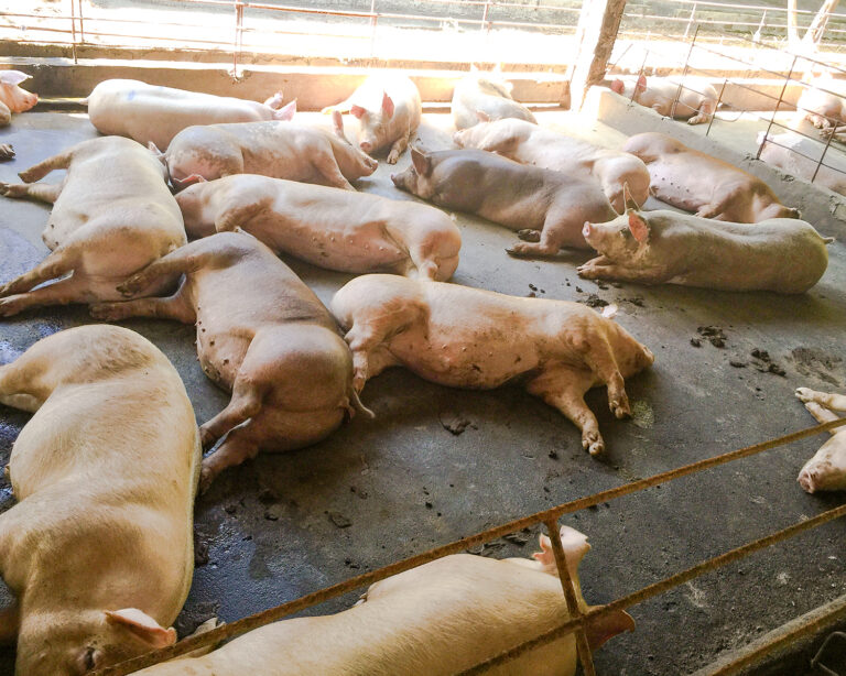 Meatboy_Photo_Slideshow 2