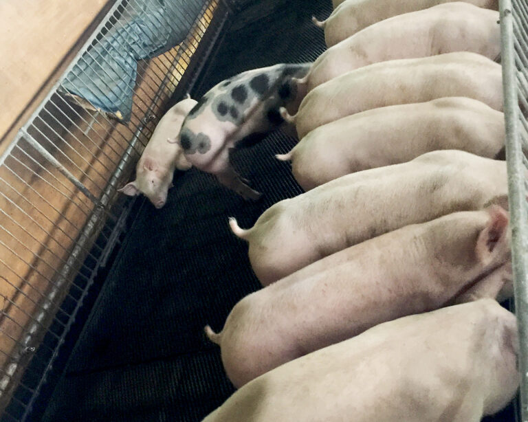 Meatboy_Photo_Slideshow 3